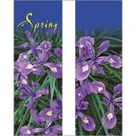 Spring Beauty Siberian Iris Double
