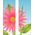 30 x 84 in. Seasonal Banner Big Pink Flower-Double Sided Design