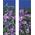 30 x 84 in. Seasonal Banner Spring Beauty Siberian Iris-Double Sided