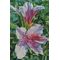 Tropical Beauty Decorative House Banner